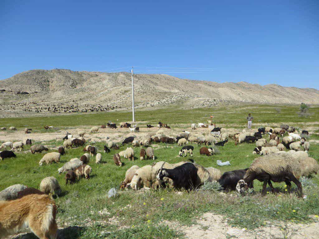 اجاره استراحتگاه بوم گردی فراشبند-امیری 5