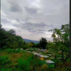 محدثه