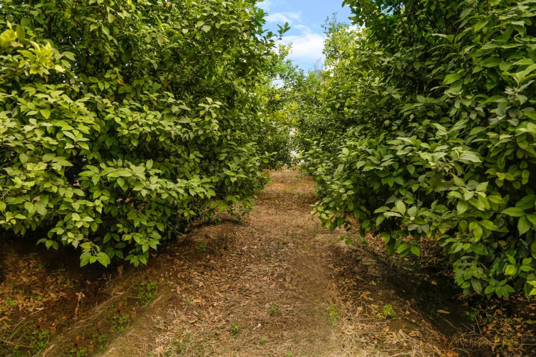 اجاره ویلا با استخر سرپوشیده  اب گرم در دزفول-عمارت ترنج