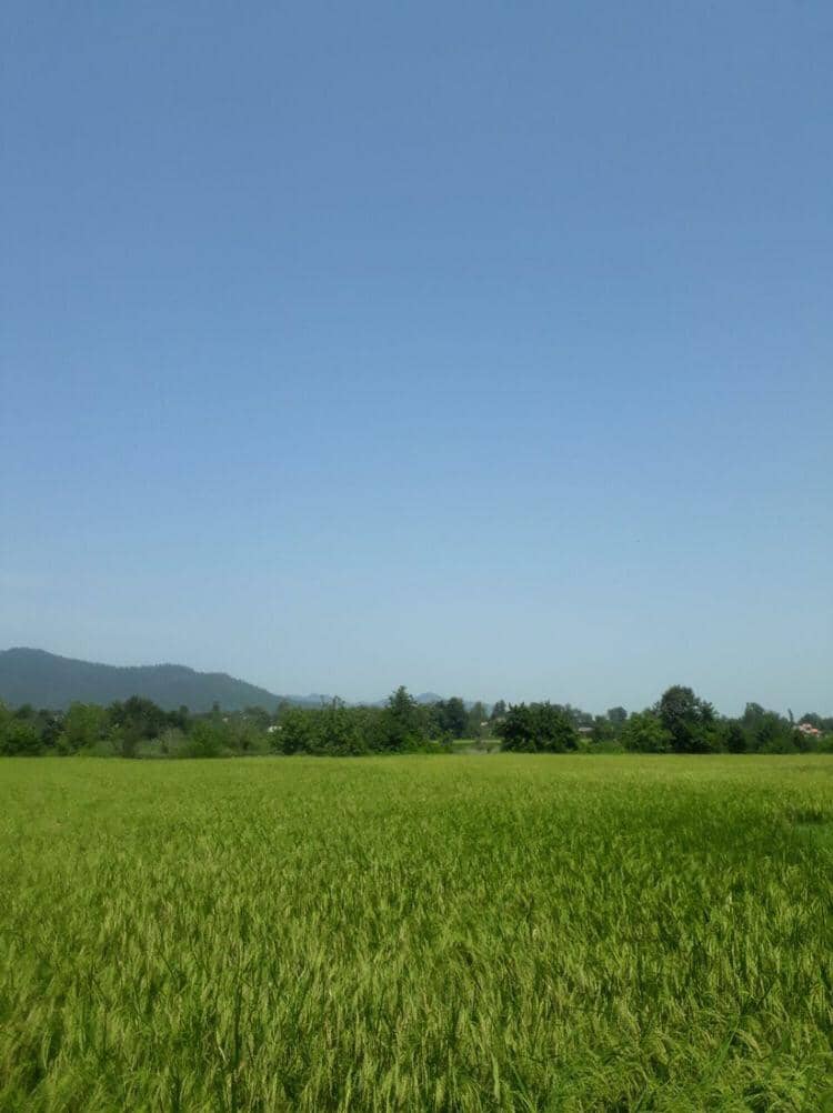 اجاره ویلا جنگلی در کلرم فومن 