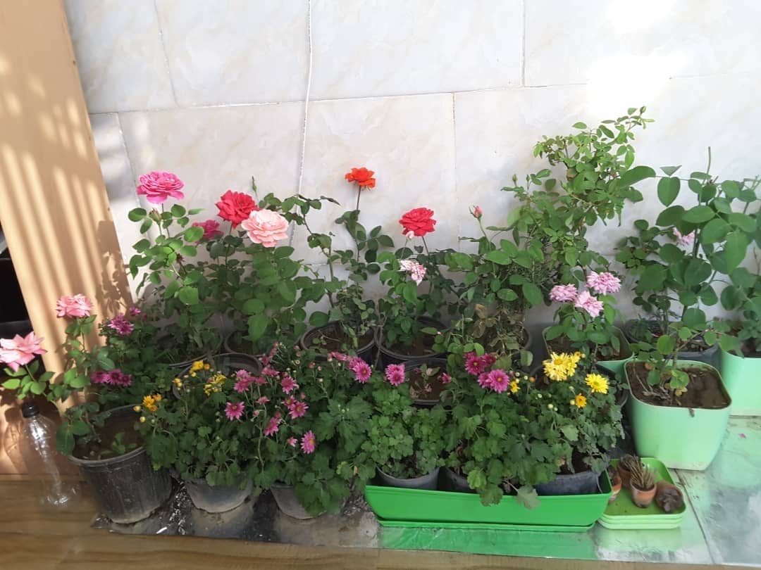 اجاره منزل مبله در شهرک بنفشه کرج