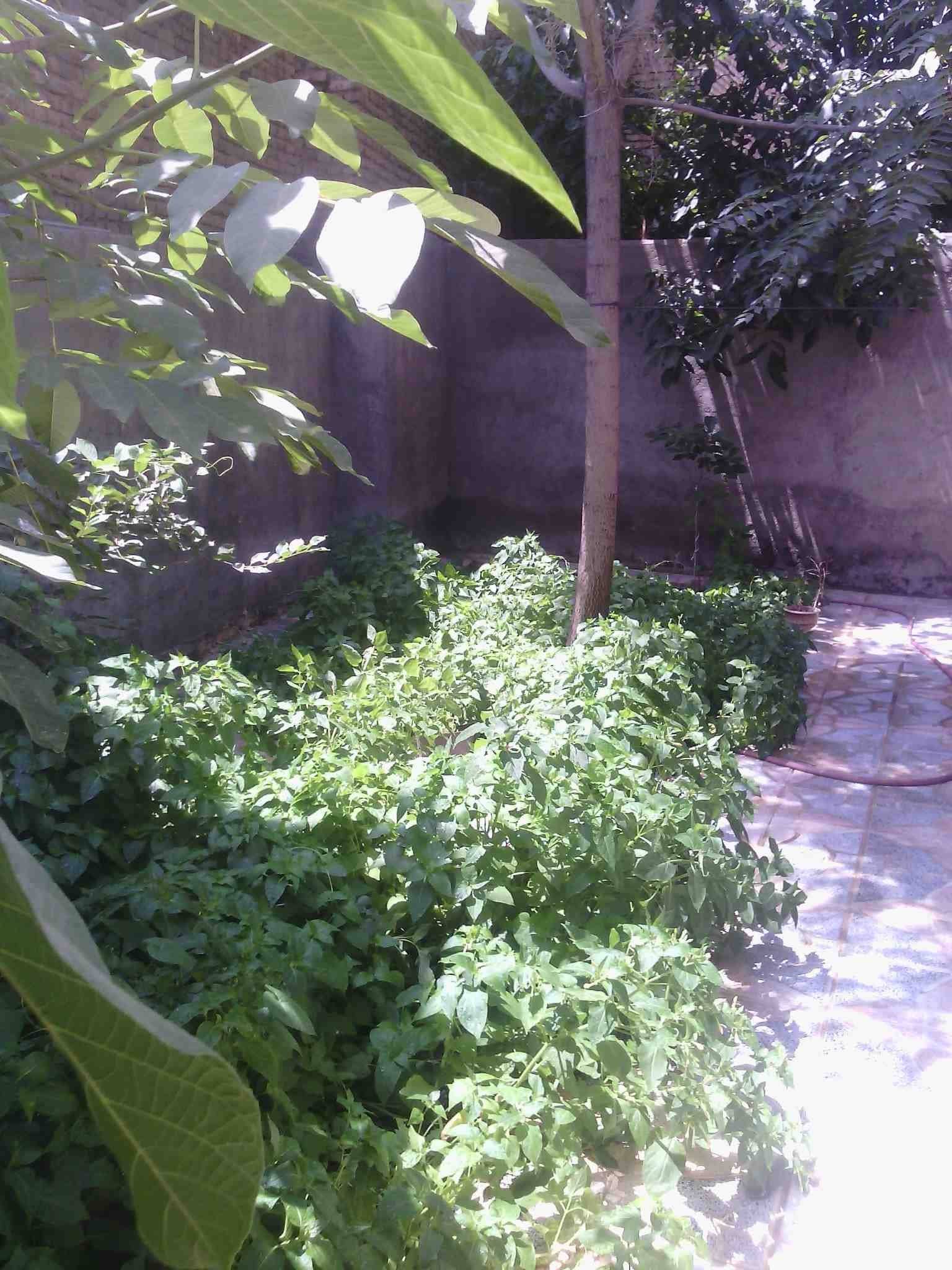 اجاره منزل ویلایی دربست در جانبازان همدان - کاکتوس