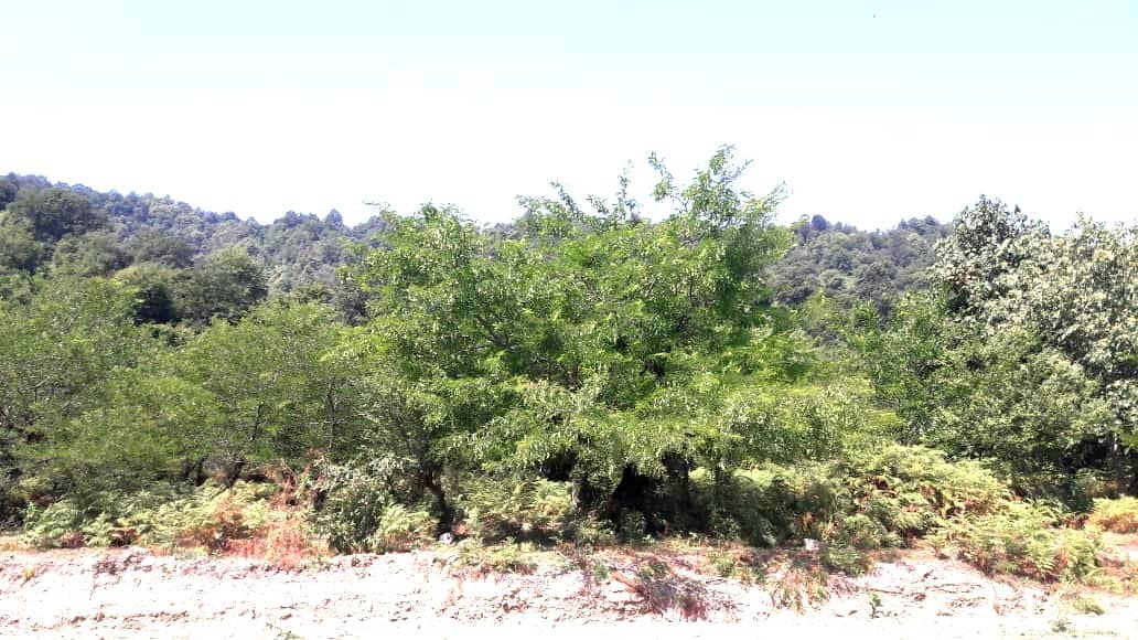 اجاره ویلا باچشم انداز جنگلی درتالش