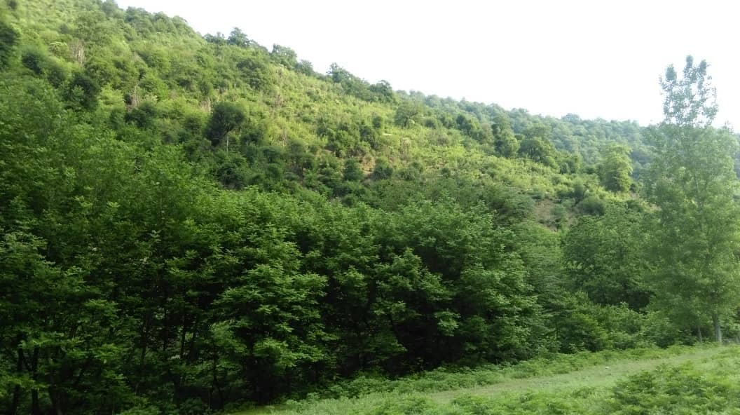 اجاره ویلا جنگلی در جاده گیلوان ماسال