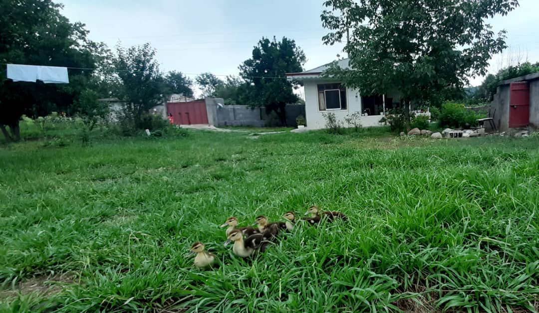 اجاره باغ ویلا جنگلی در میرمحله ماسال