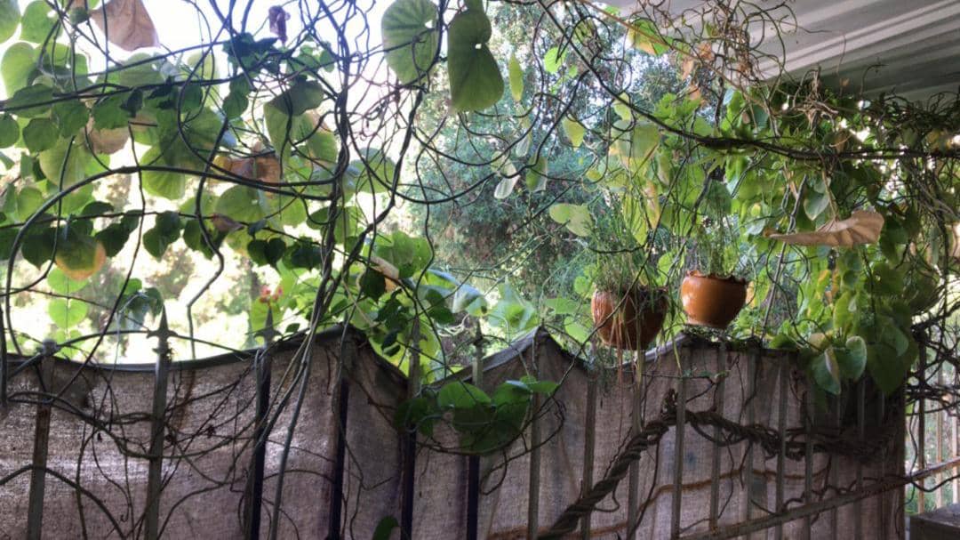 اجاره آپارتمان ساحلی در ولایت بندرعباس