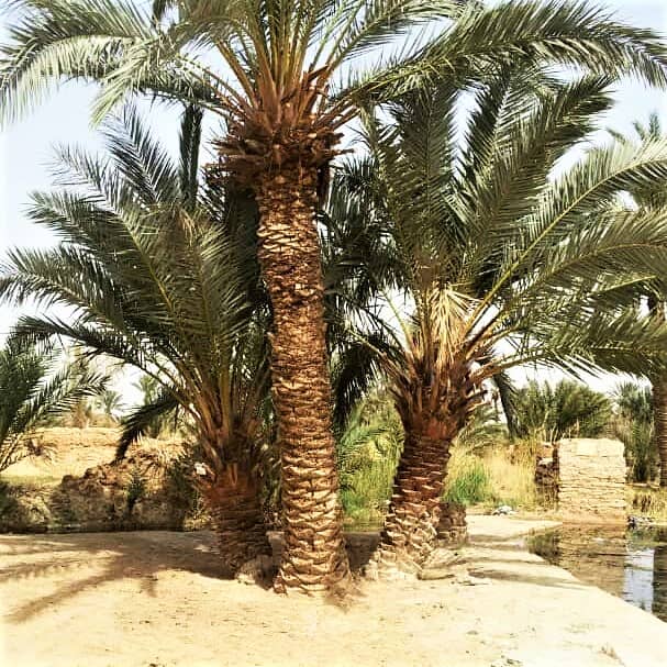 اجاره اتاق روستایی در نهررود خوربیابانک-6 متری