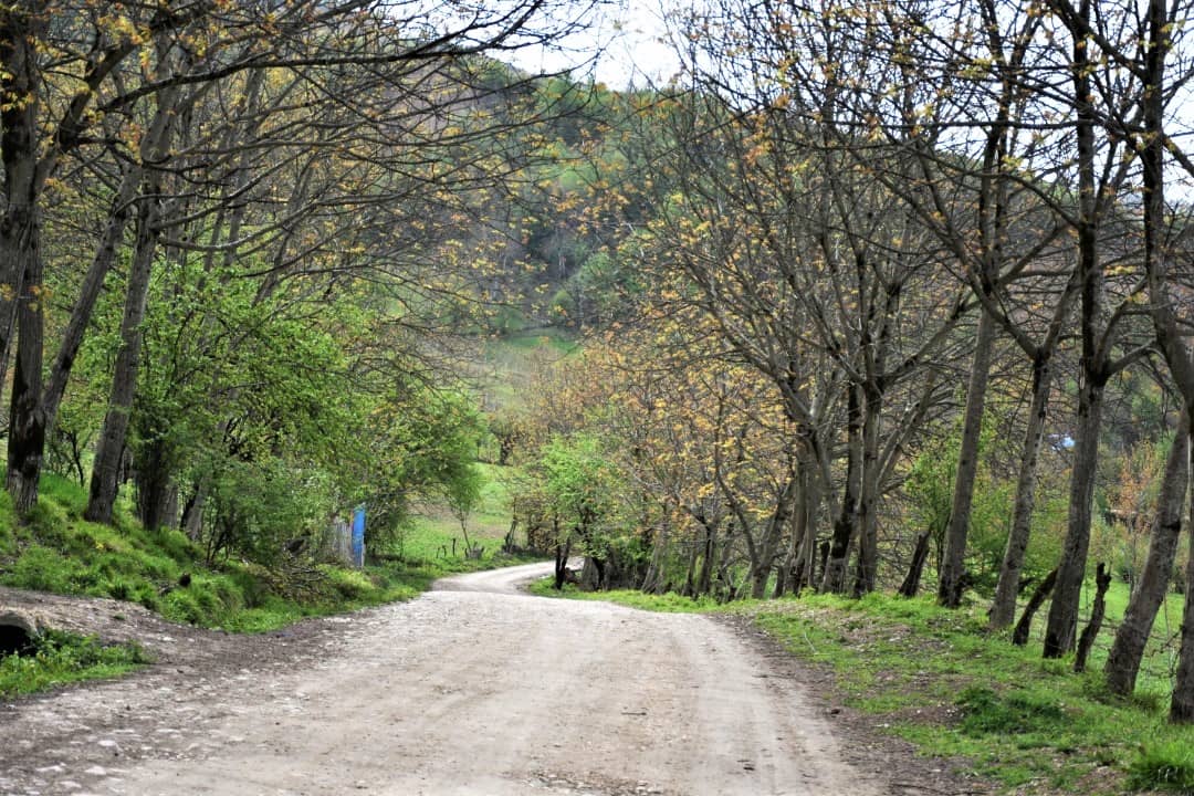 اجاره مهمانپذیر جنگلی در شیرکلا نکا