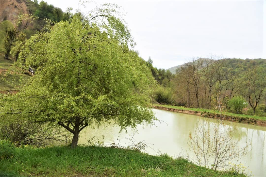 اجاره مهمانپذیر جنگلی در شیرکلا نکا