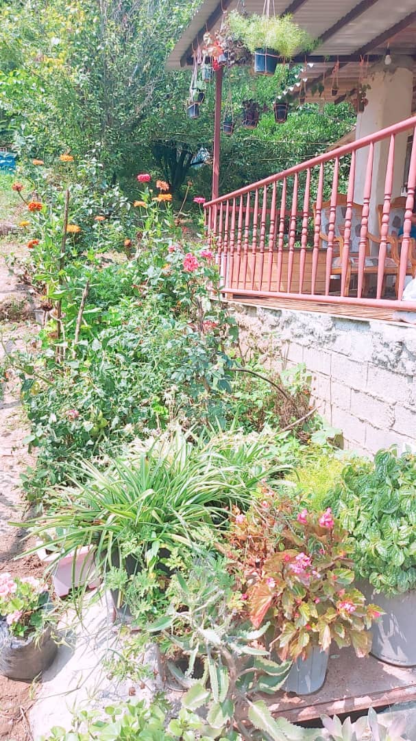 اجاره  ویلا جنگلی در روستای واسکس -قائم شهر - ویلا چشمه