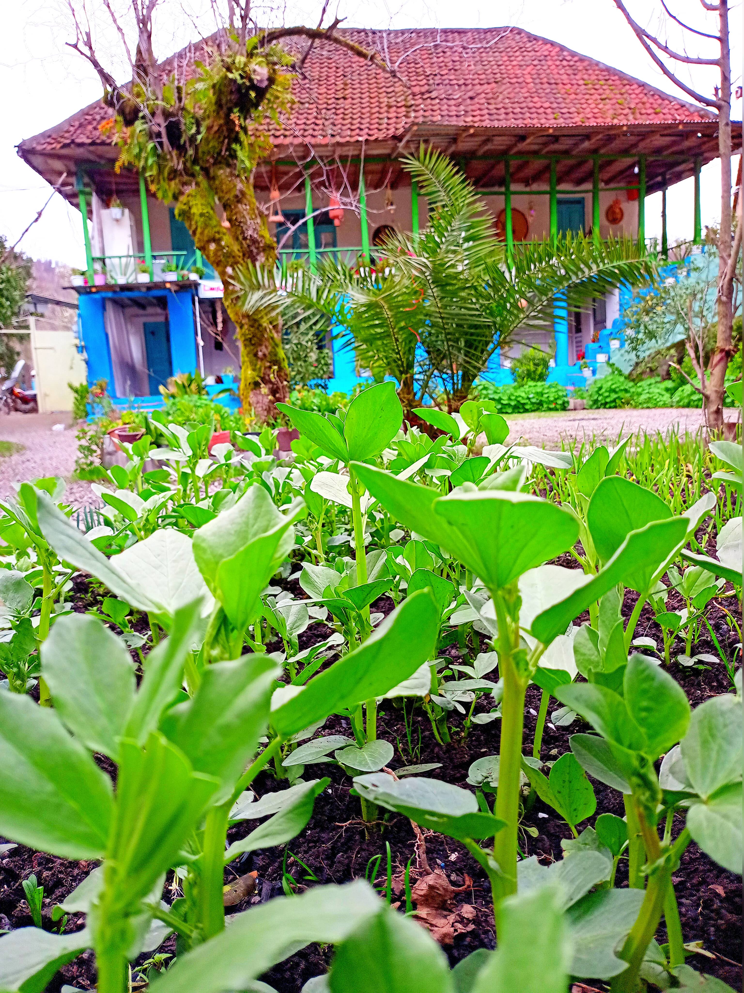 اجاره اقامتگاه سنتی  دوبلکس جنگلی در چوبر - گیلان