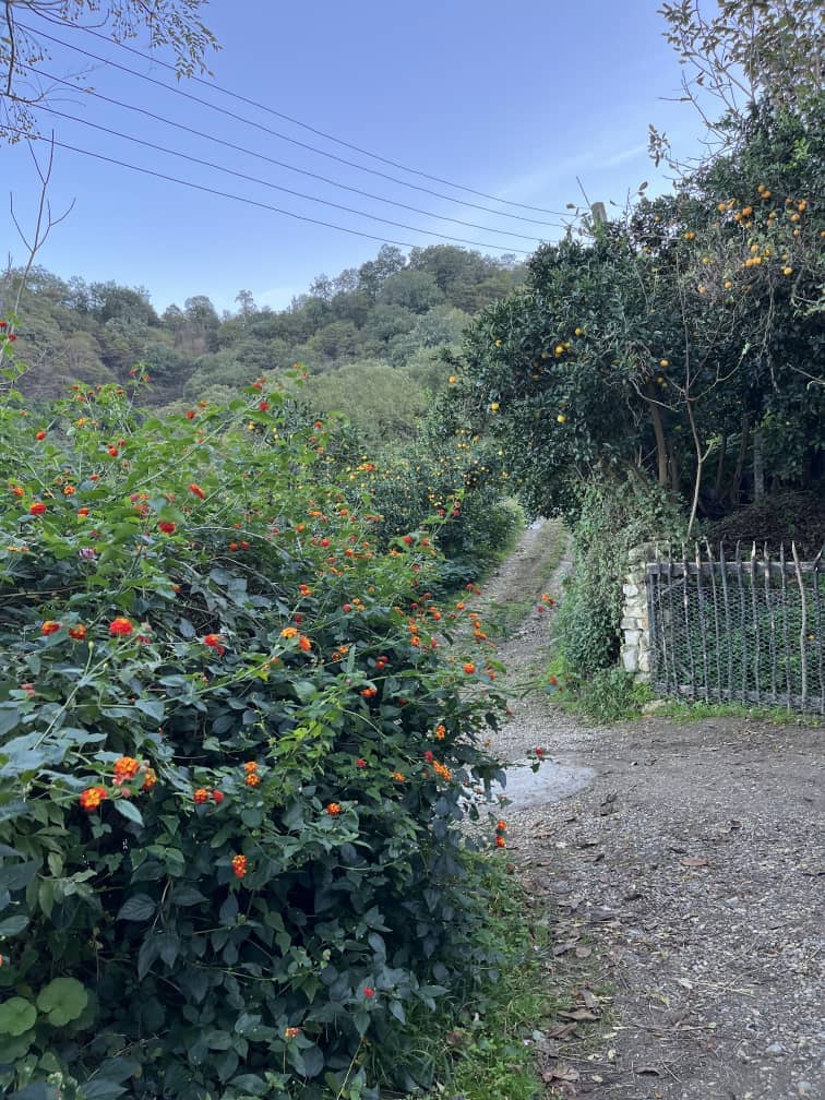 اجاره کلبه جنگلی سنتی در دشت جلم رامسر