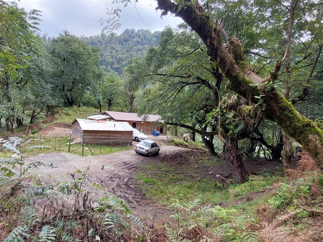 اجاره ویلا جنگلی در شاندرمن ماسال