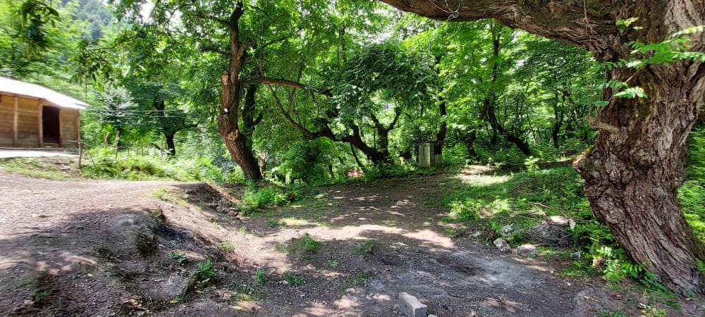 اجاره ویلا جنگلی در شاندرمن ماسال