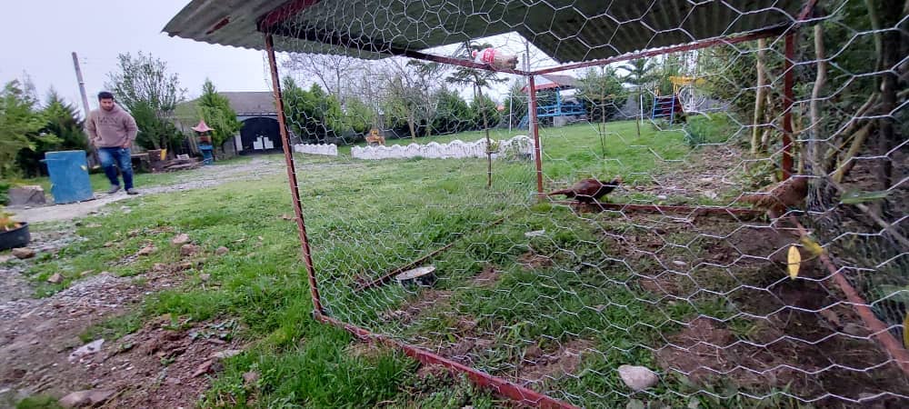 اجاره ویلا استخر روباز در شاندرمن - اولم