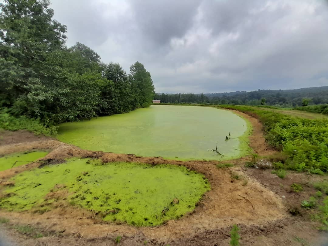 کلبه سوئیسی جکوزی دار در هلی خال درازکلا - سالار 1