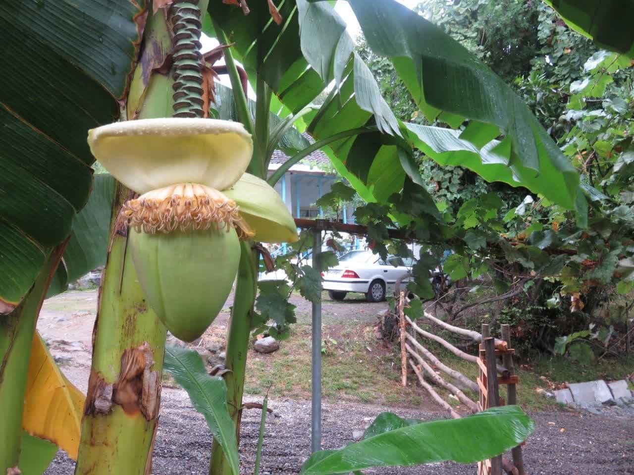 اجاره بوم گردی سنتی در شیرآباد تالش - گیسوم