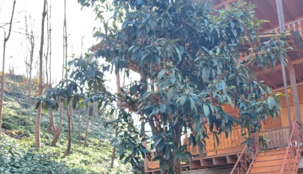 اجاره کلبه چوبی دو خواب در توتکی سیاهکل