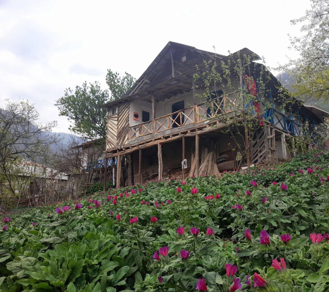 اجاره کلبه جنگلی در رحیم آباد رودسر - میلاش