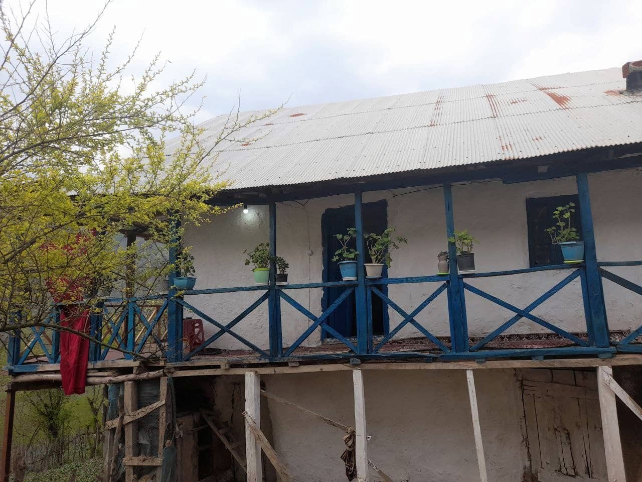 اجاره کلبه جنگلی در رحیم آباد رودسر - میلاش