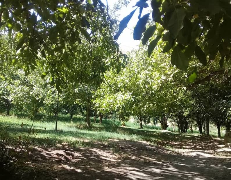 اجاره سوئیت تکخواب در دامنه اشترانکوه تیان