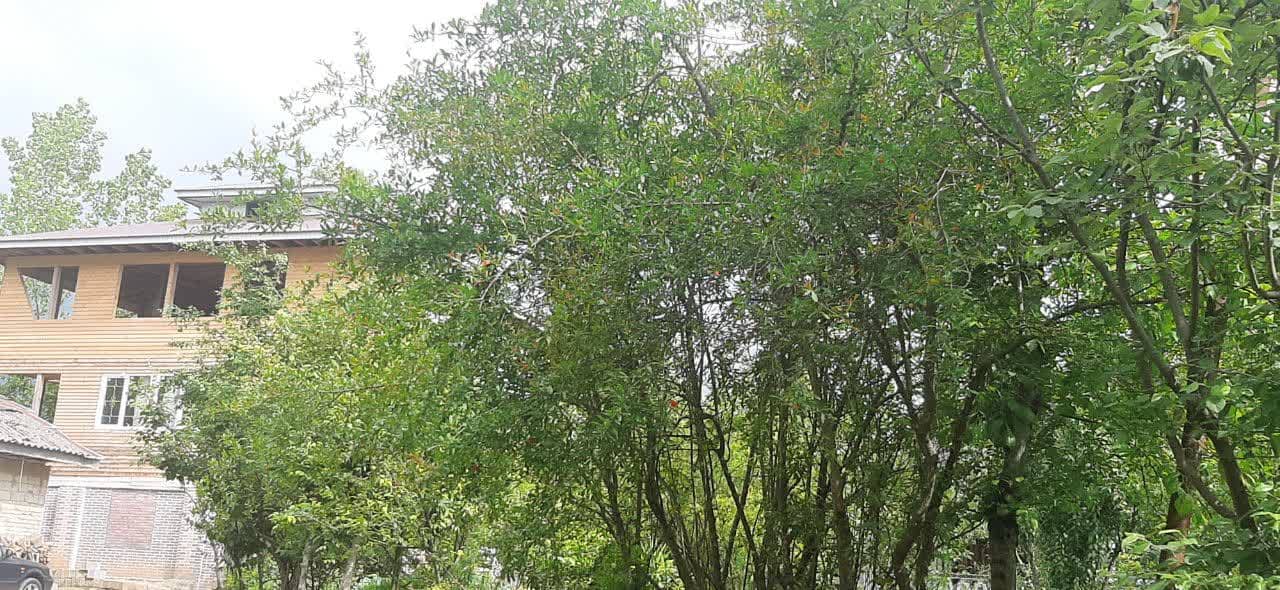 اجاره کلبه چوبی در لیپا - ماسال