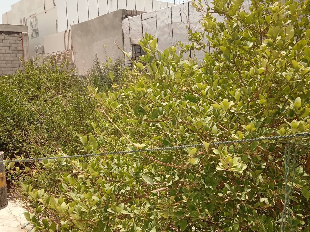 اجاره منزل نزدیک ساحل در کنگان - همکف