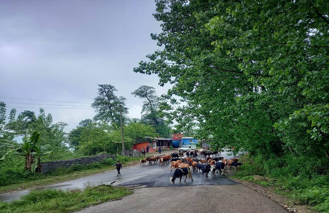 اجاره ویلا جنگلی در روستای ممرزکن بابل