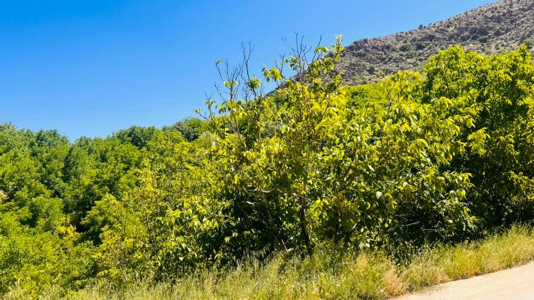 اجاره سوئیت استخردار در کهکران طبقه 3 - واحد 8