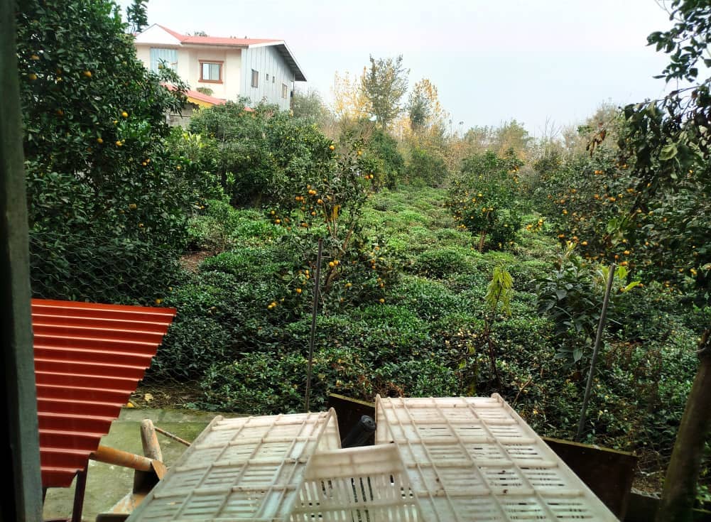 اجاره منزل ویلایی در روستای نعمت سرا - کلاچای گیلان