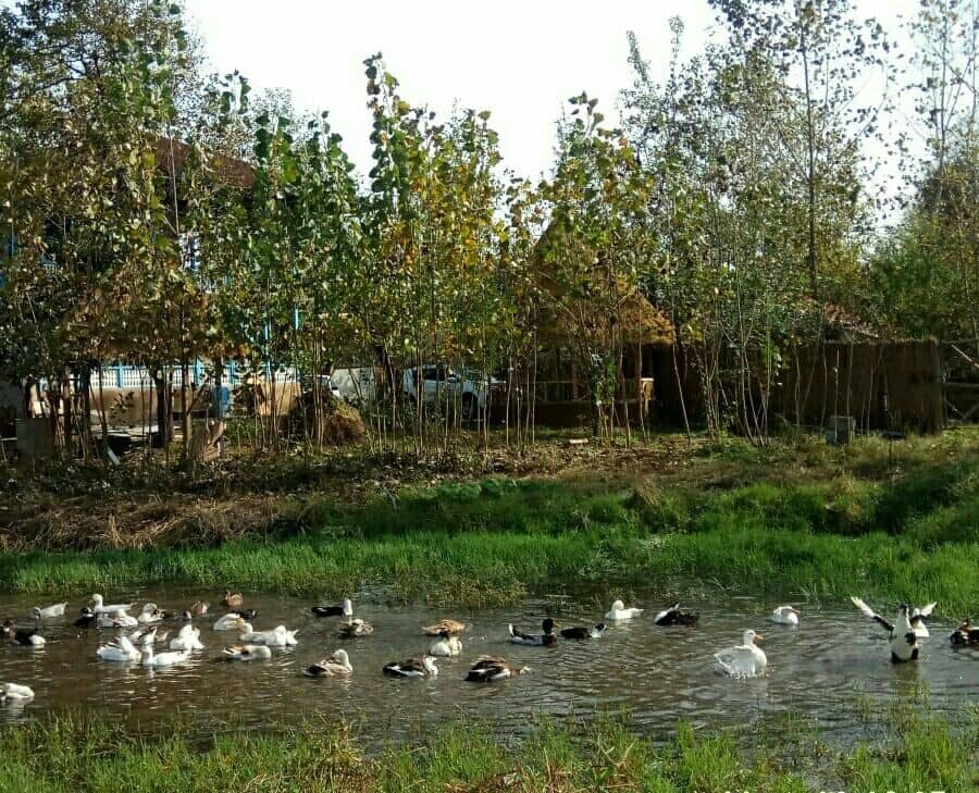 اجاره کلبه سنتی در اشمنان طالم خمام