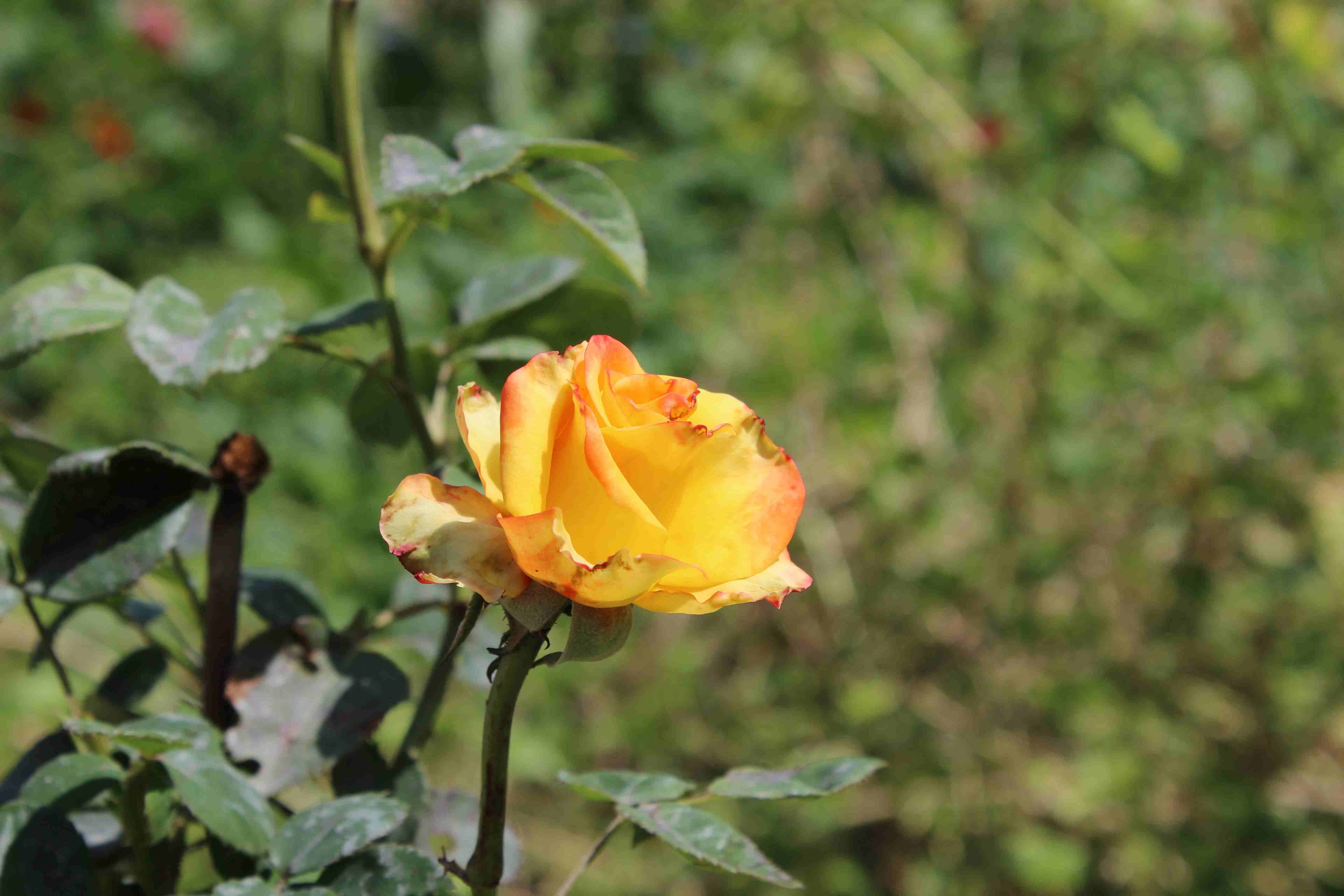 اجاره بومگردی سنتی در سماله گتوند - اتاق5