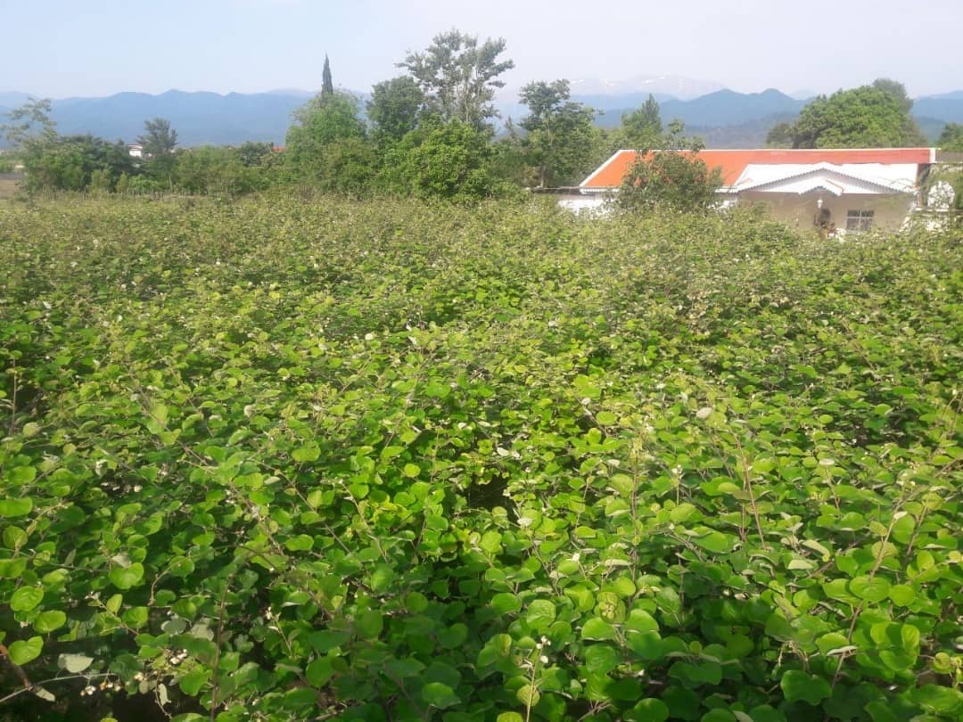 اجاره ویلا مبله شیک درتالش