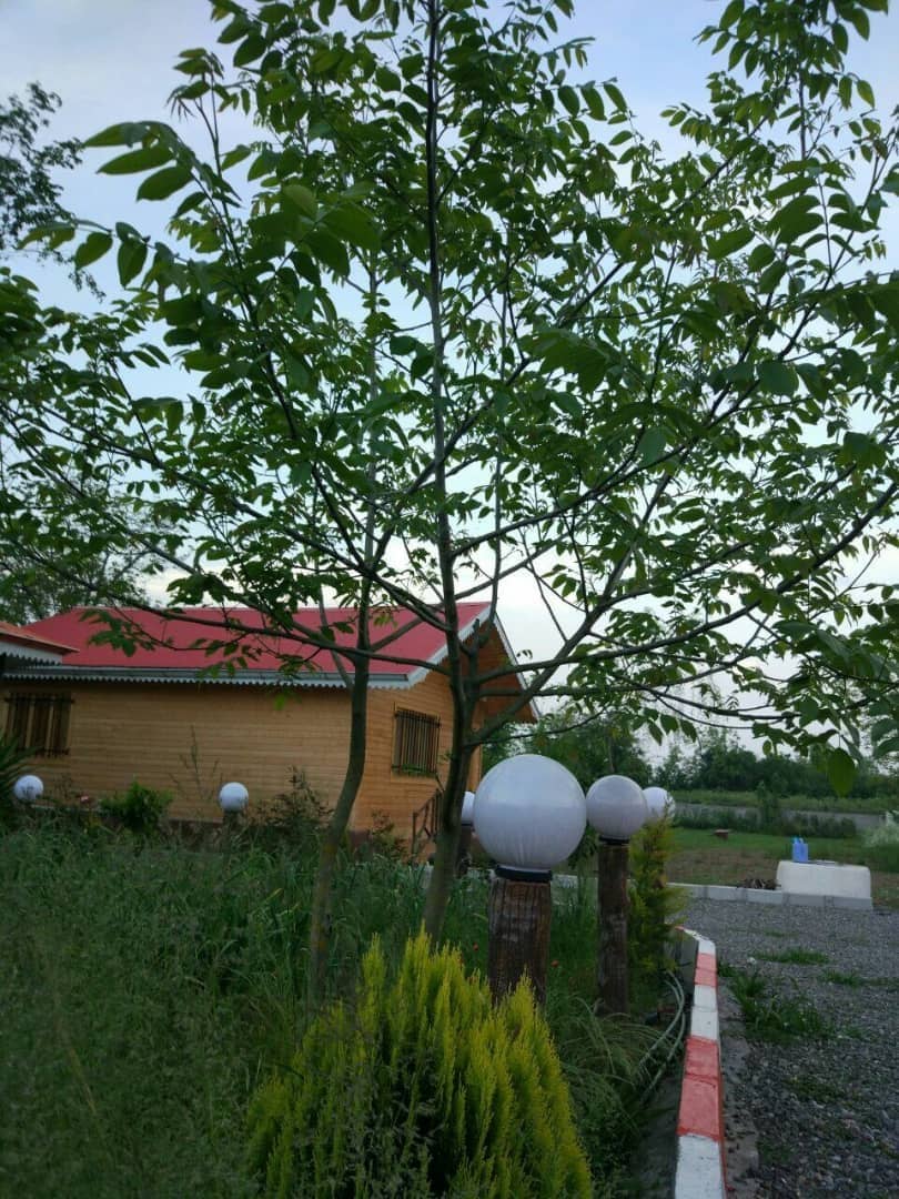 اجاره ویلا دربستی شیک تالش 