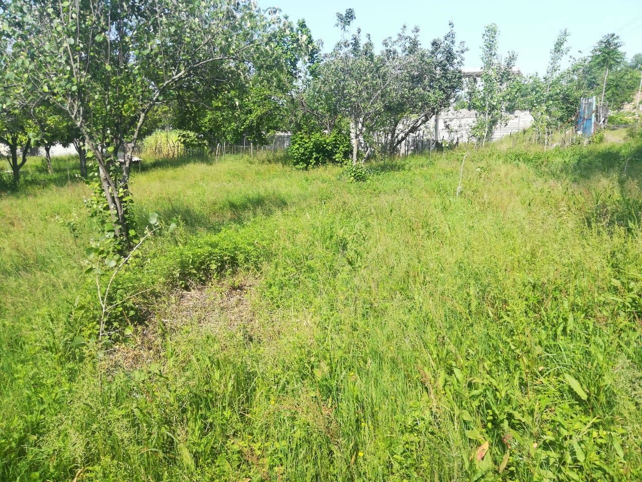 اجاره باغ اجاره ای تمیز درخلخال