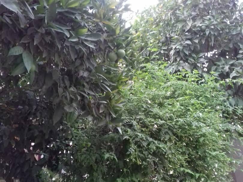 اجاره منزل ویلایی در 9 دی شیراز