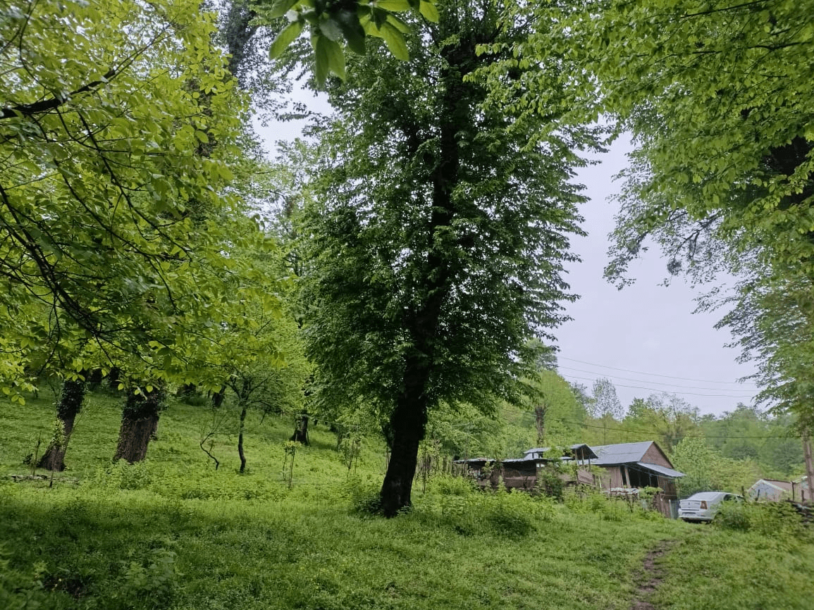 اجاره کلبه چوبی در روستا افراسی لفور شیرگاه  نما کلبه چوبی