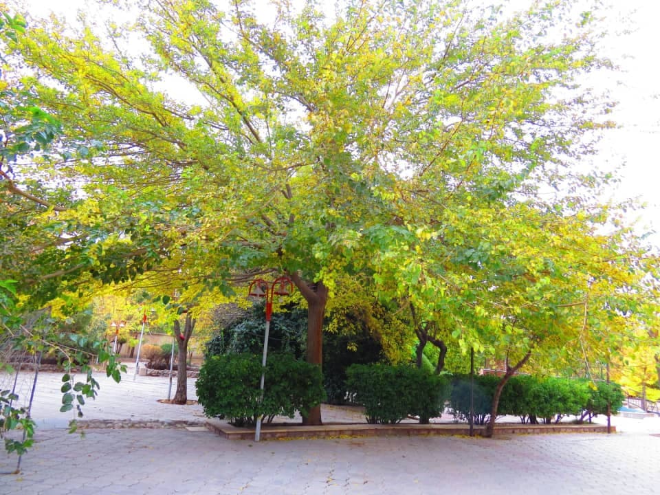 محوطه 