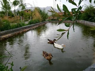 null