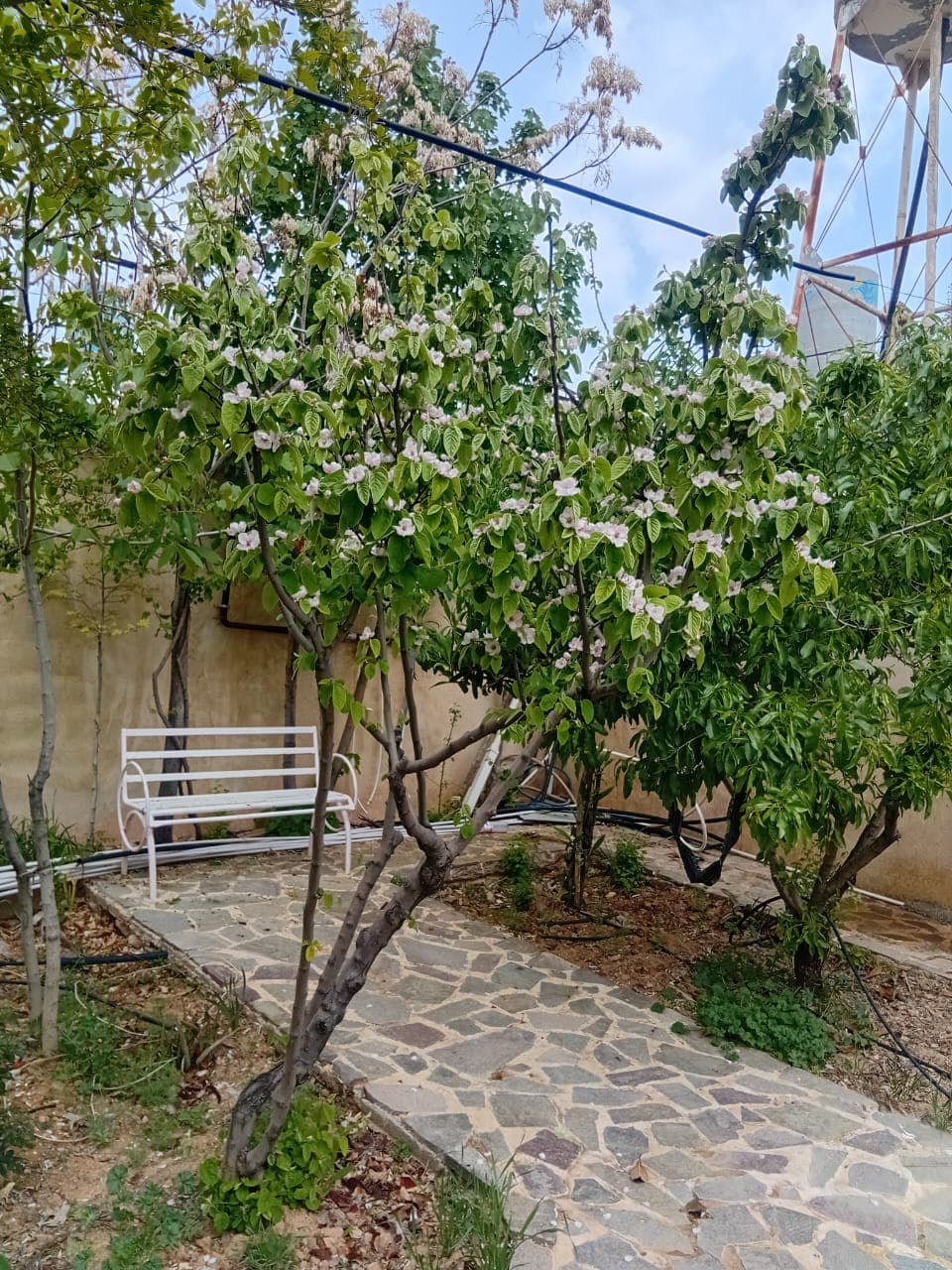 باغ