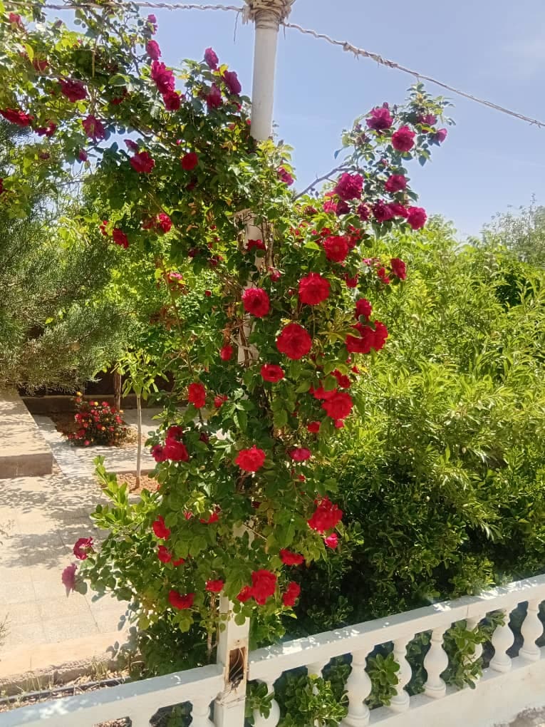 باغ