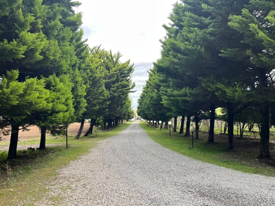 محوطه