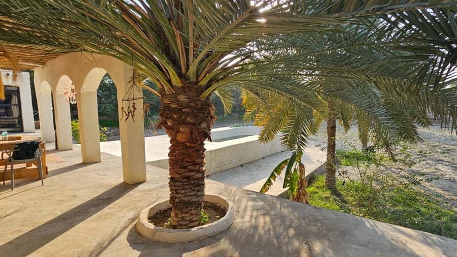 حیاط