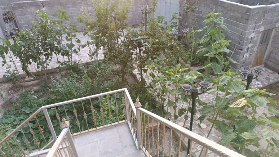 حیاط 