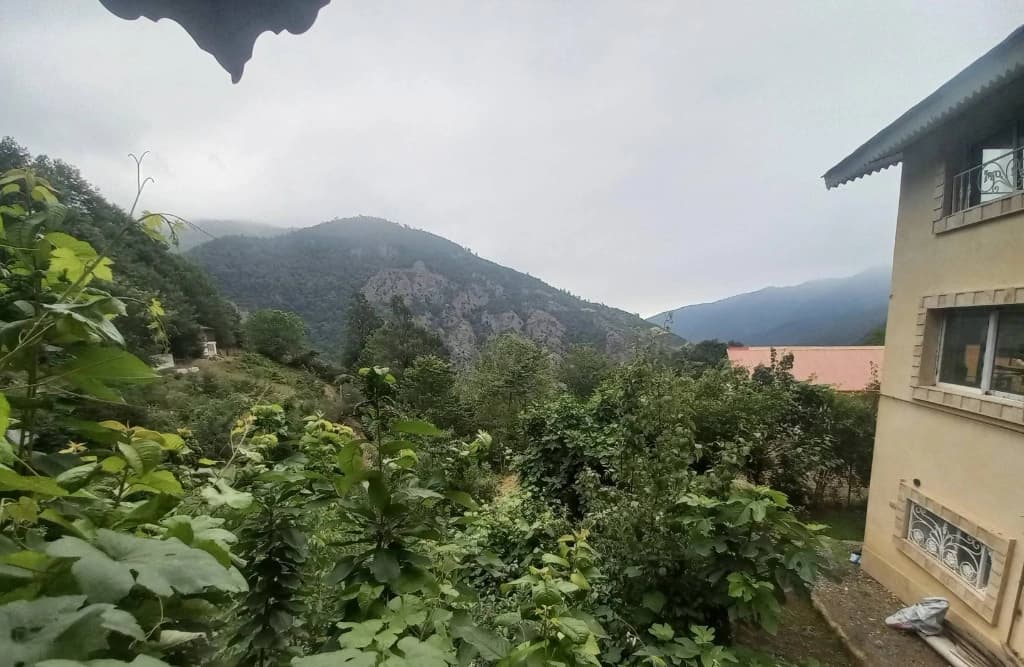 چشم انداز به جنگل 