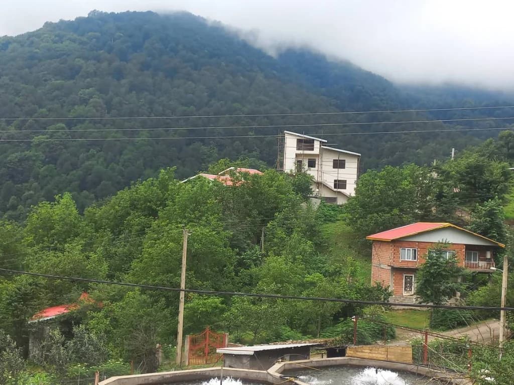 چشم انداز جنگل 