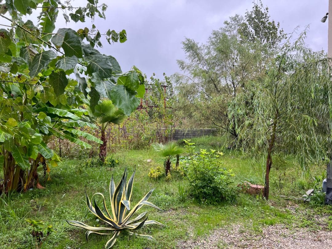 حیاط