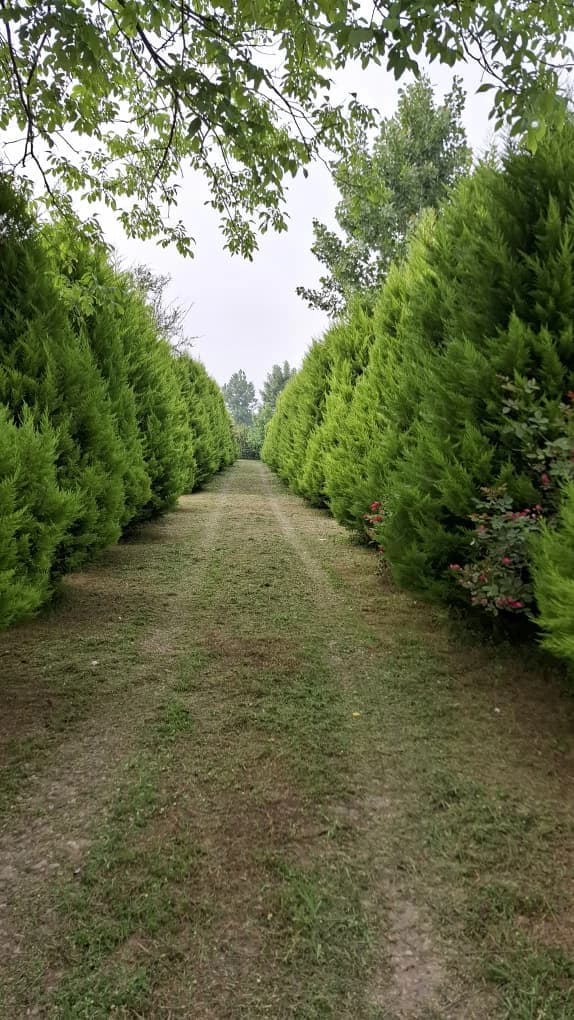 محوطه 