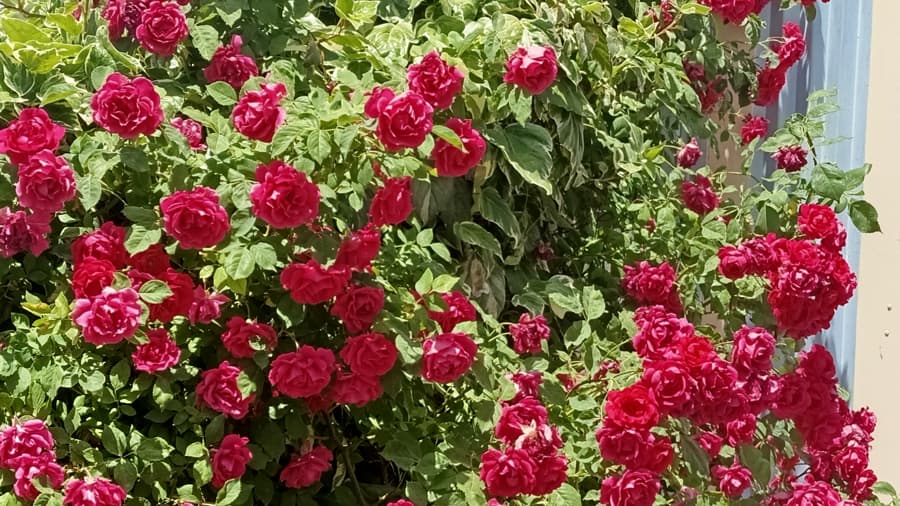 فضای درب ورودی محوطه اقامتگاه 
