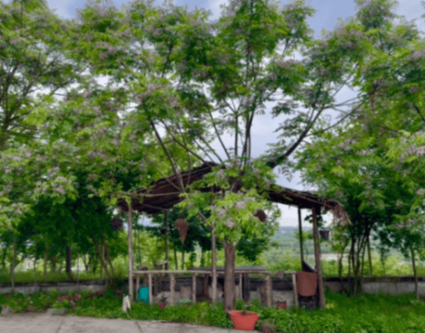 محوطه